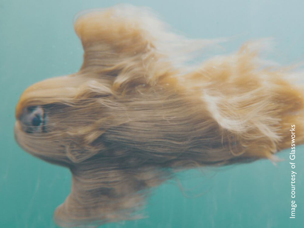 Swimming big hairy dog